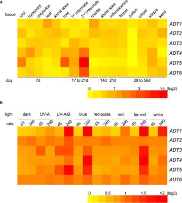 Arogenate dehydratases: unique roles in light-directed development during the seed-to-seedling transition in Arabidopsis thaliana